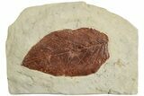 Paleocene Fossil Leaf - Montana #223790-1